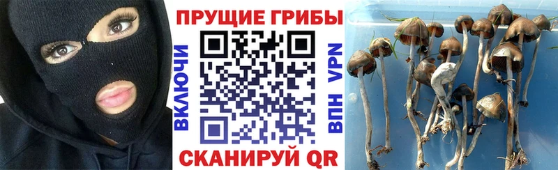 Псилоцибиновые грибы Psilocybe  omg ссылки  Ногинск 